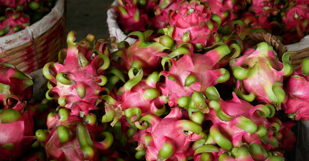 red dragon fruit