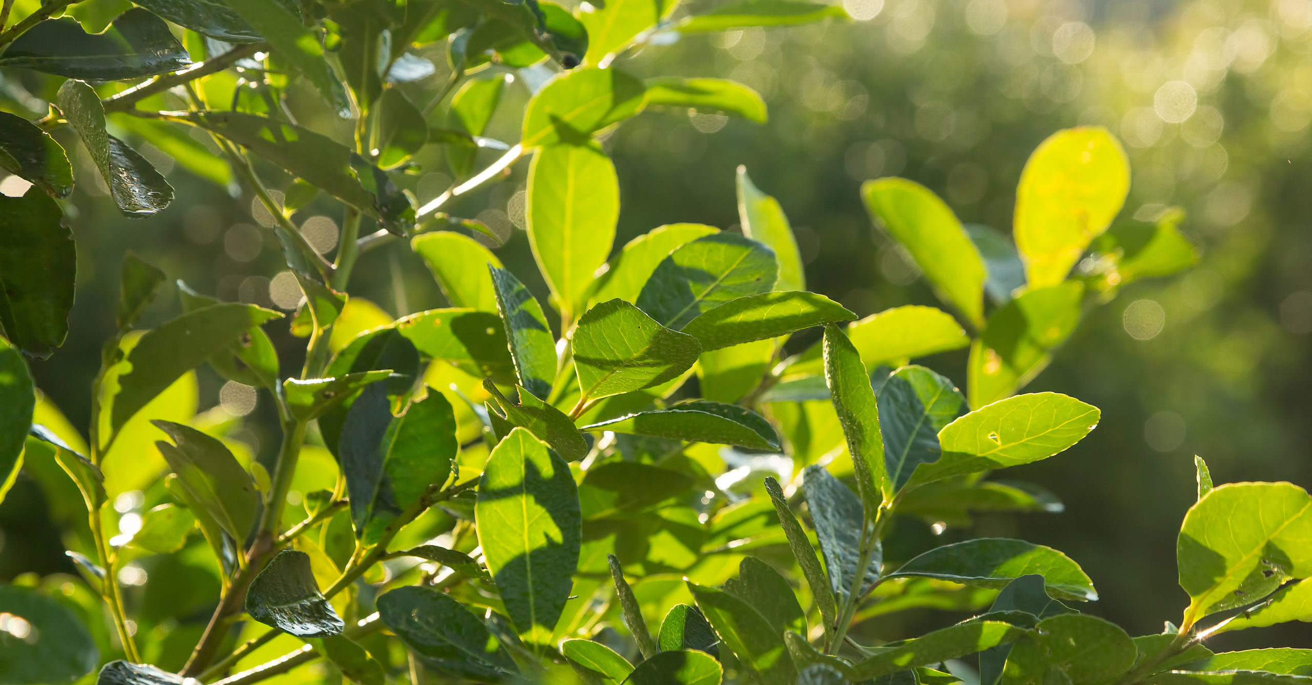 mate leaves